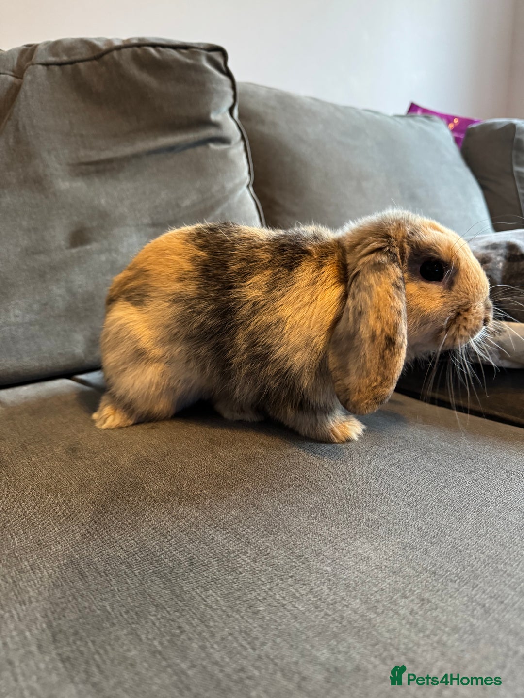 Mini Lop rabbits for sale: Beautiful Mini Lop Boy (Buck) - Image 2