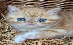 Exotic cats for sale: Beautiful red tiger stripe male stunning blue eyes - Image 2