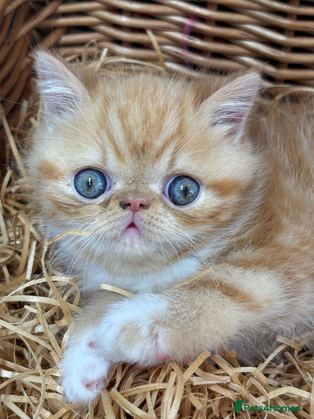 Exotic cats for sale: Beautiful red tiger stripe male stunning blue eyes - Image 2