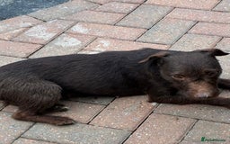 Patterdale Terrier dogs for sale: ⭐️ Patterdale puppies only 2 girls available ⭐️ - Image 11