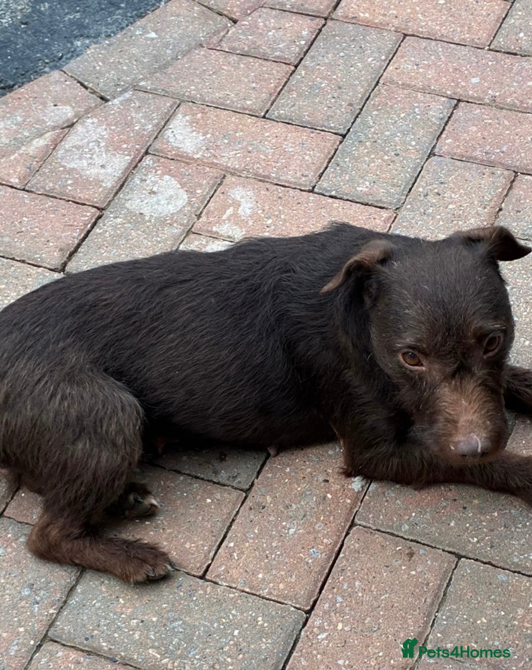 Patterdale Terrier dogs for sale: ⭐️ Patterdale puppies only 2 girls available ⭐️ - Image 11