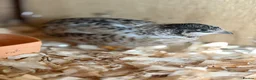 Quail poultry for sale: Chinese painted Quail hatching eggs - Advert 7