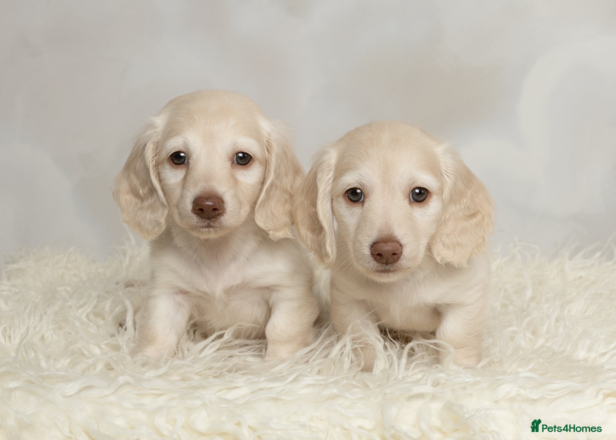 Miniature Dachshund dogs for sale: Clear cream miniature dachshunds  - Advert 2