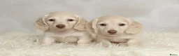 Miniature Dachshund dogs for sale: Clear cream miniature dachshunds  - Advert 1