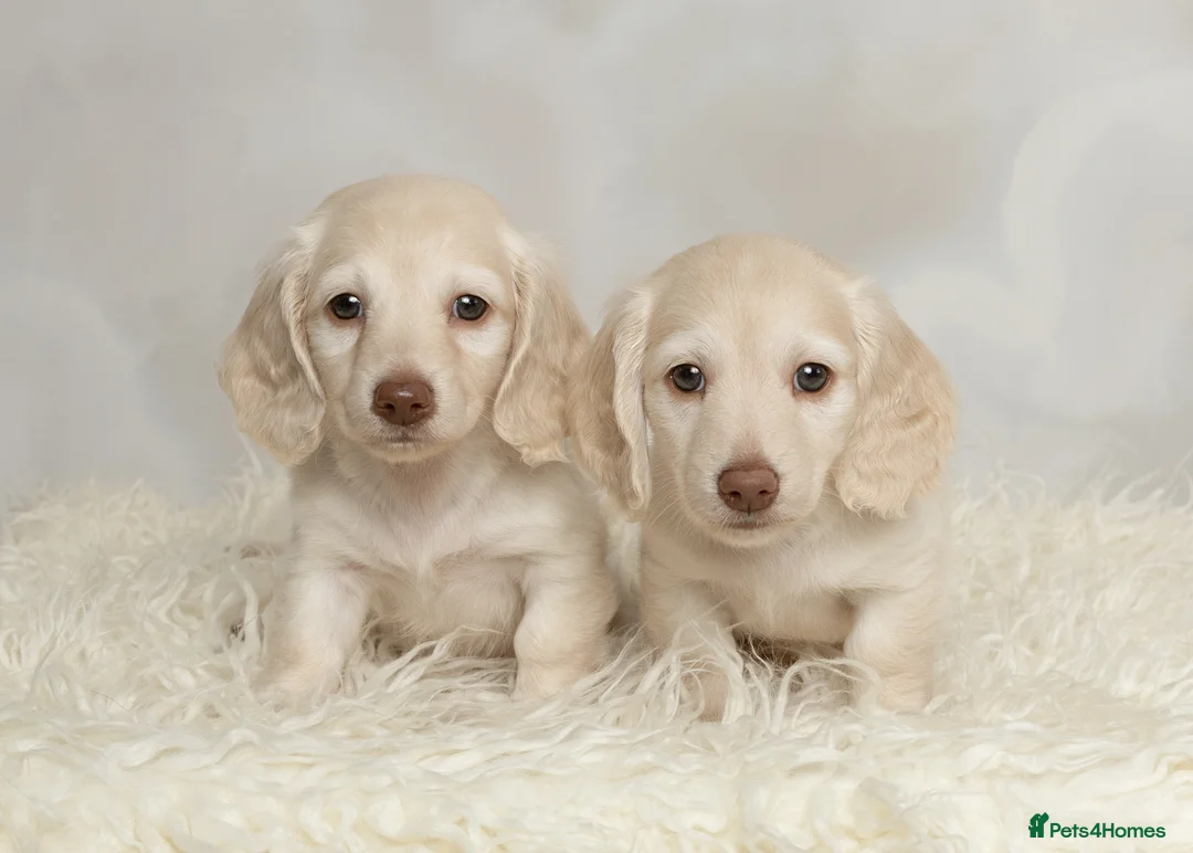 Miniature Dachshund dogs for sale: Clear cream miniature dachshunds  - Advert 1