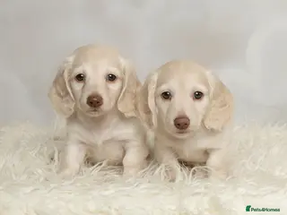 Miniature Dachshund dogs for sale: Clear cream miniature dachshunds - Advert 2