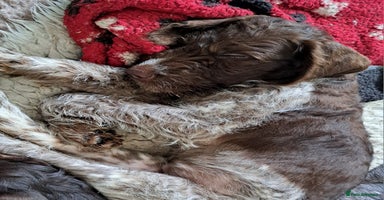 Mixed Breed dogs in Cumnock - Advert 13