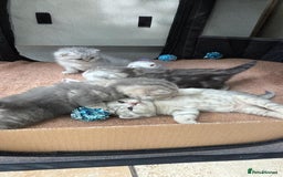 British Shorthair cats for sale: British Shorthair Chinchillas - Image 4