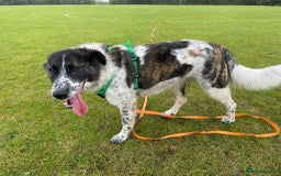 Mixed Breed dogs for adoption: Meet Penny, currently residing in Cheshire  - Advert 1