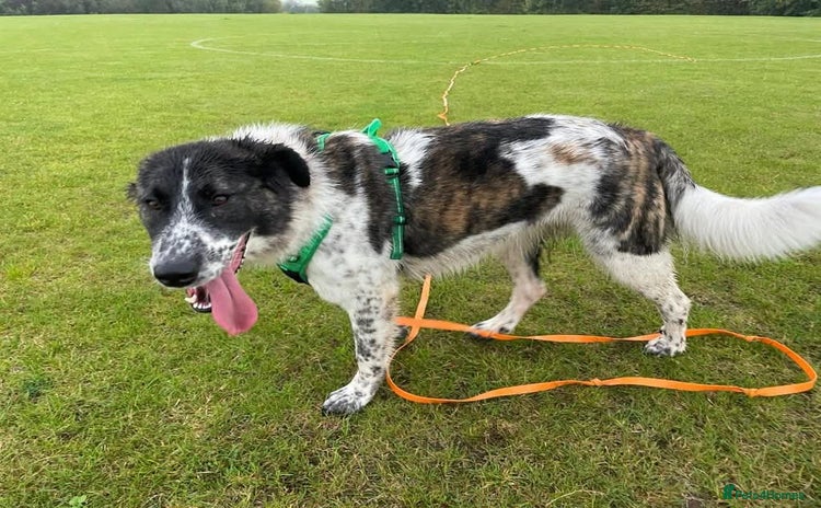 Mixed Breed dogs Meet Penny, currently residing in Cheshire  - Advert 1