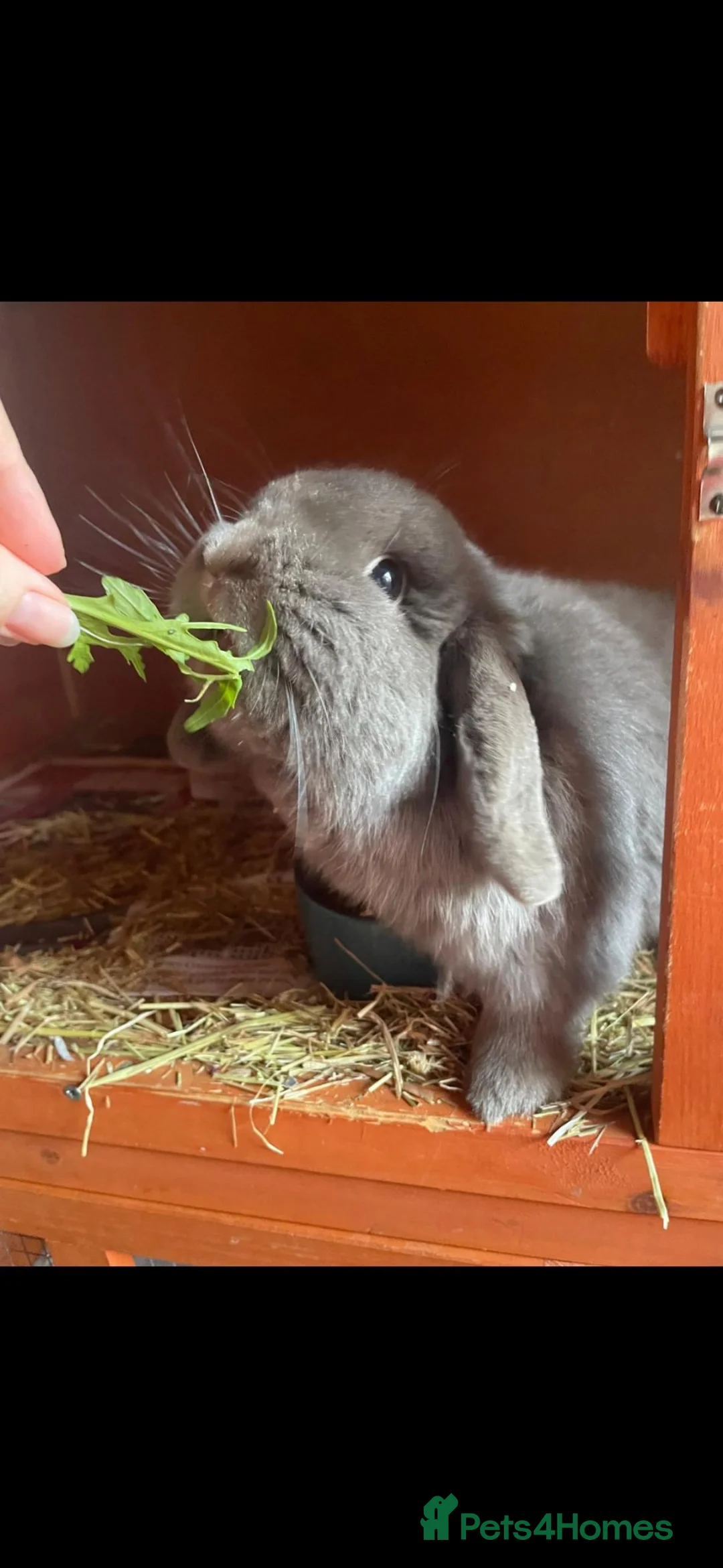 Mini Lop rabbits for sale: Male 3yo Mini Lop in Southampton - Advert 3