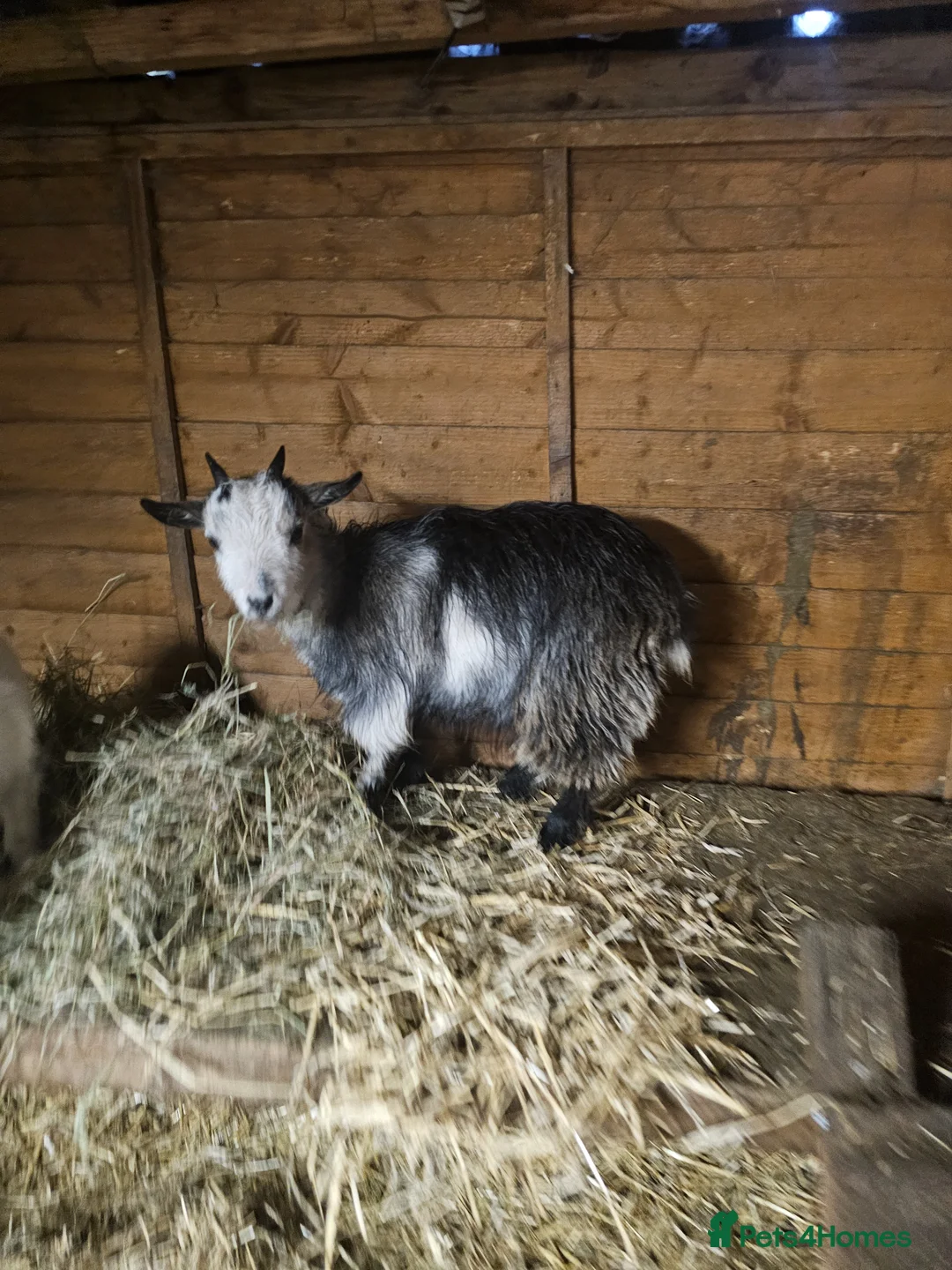 Goats livestock for sale: Pygmy goats last years babies  - Advert 3