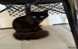 British Longhair cats for sale: Narla - Image 3