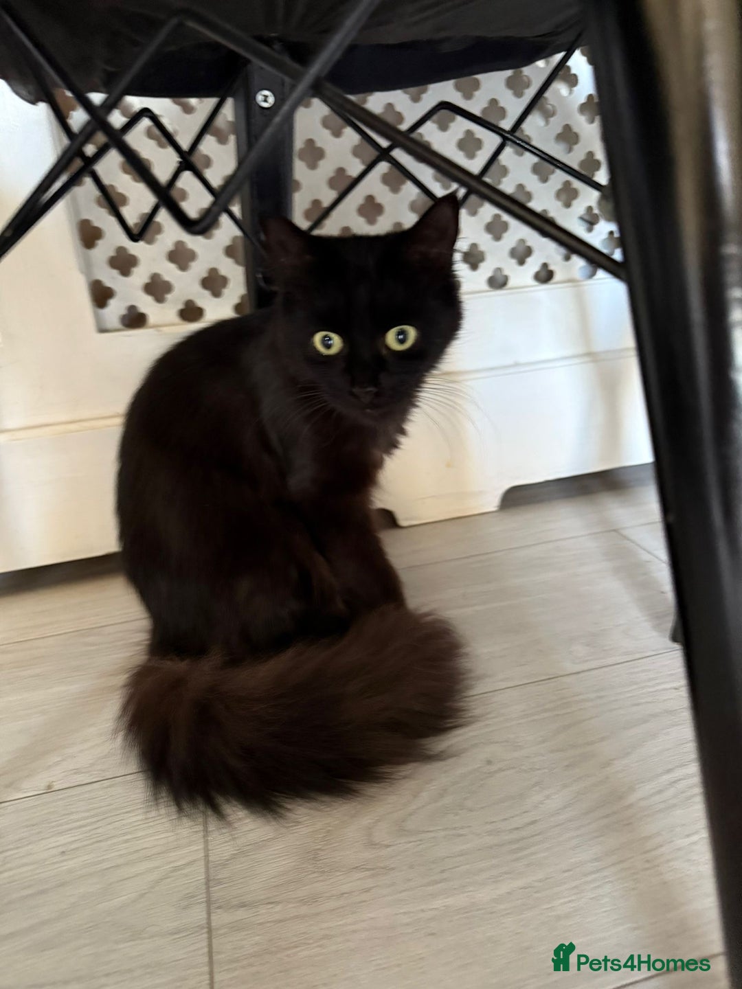 British Longhair cats for sale: Narla - Image 3