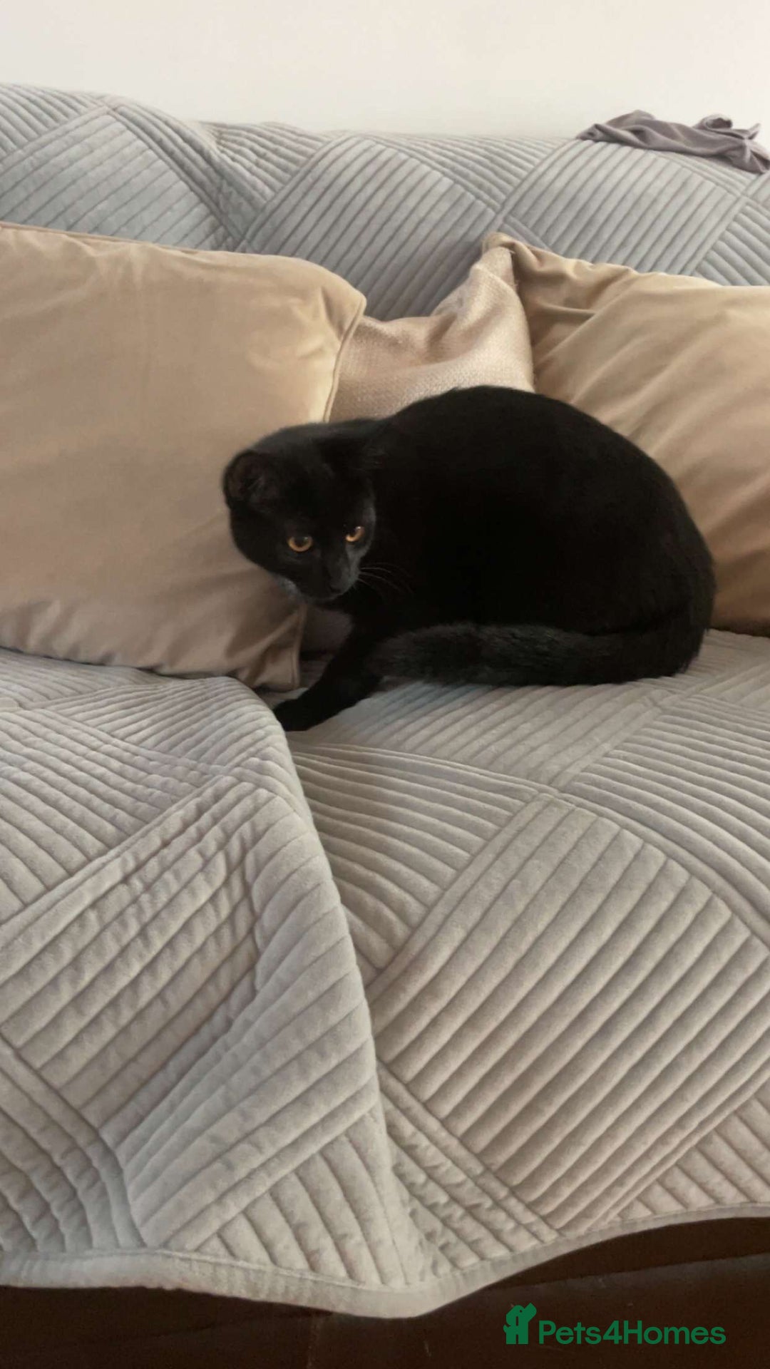 Domestic Shorthair cats for sale: Litter of cats/kittens FREE - Image 2
