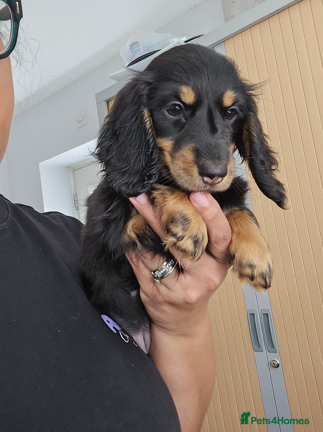 Miniature Dachshund dogs for sale: READY NOW. Rare long haired miniature dachshunds - Image 9