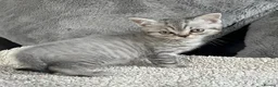British Shorthair cats for sale: Lilac silver tabby kitten s  - Advert 4