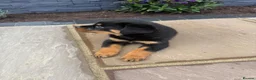 Rottweiler dogs for sale: FULLKC GERMAN LINES🏆💙 2BOYS LICENSED BREEDER 5⭐️ - Advert 3