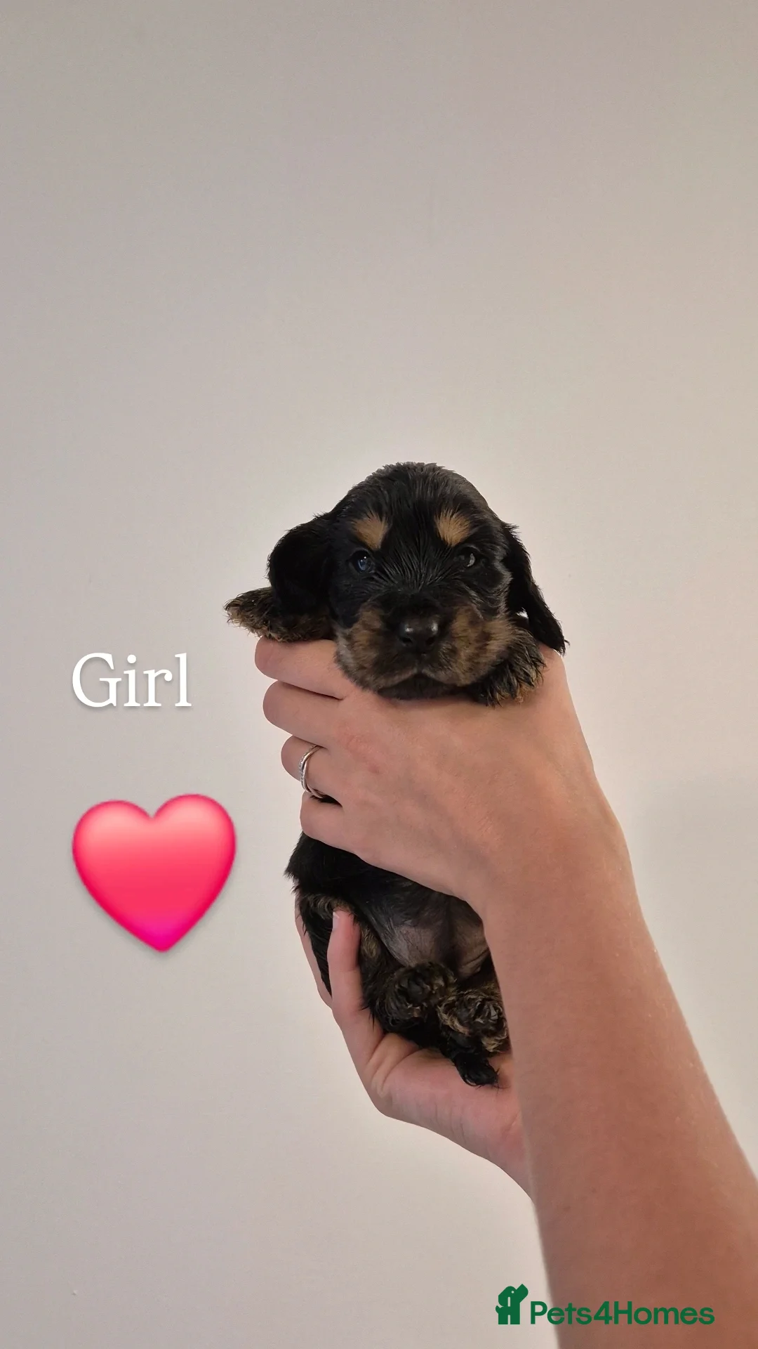Cocker Spaniel dogs for sale: Kc show cocker spaniel puppies - Image 16