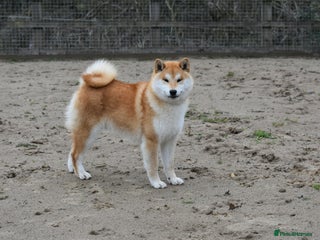 Japanese Shiba Inu dogs in Ammanford - Advert 2