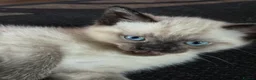 Mixed Breed cats for sale: Rag Doll X kitten - Advert 2