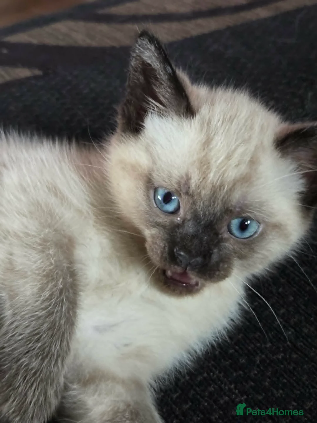 Mixed Breed cats for sale: Rag Doll X kitten - Advert 2