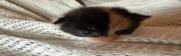 British Shorthair cats for sale: 3 Gorgeous little ladies  - Advert 29