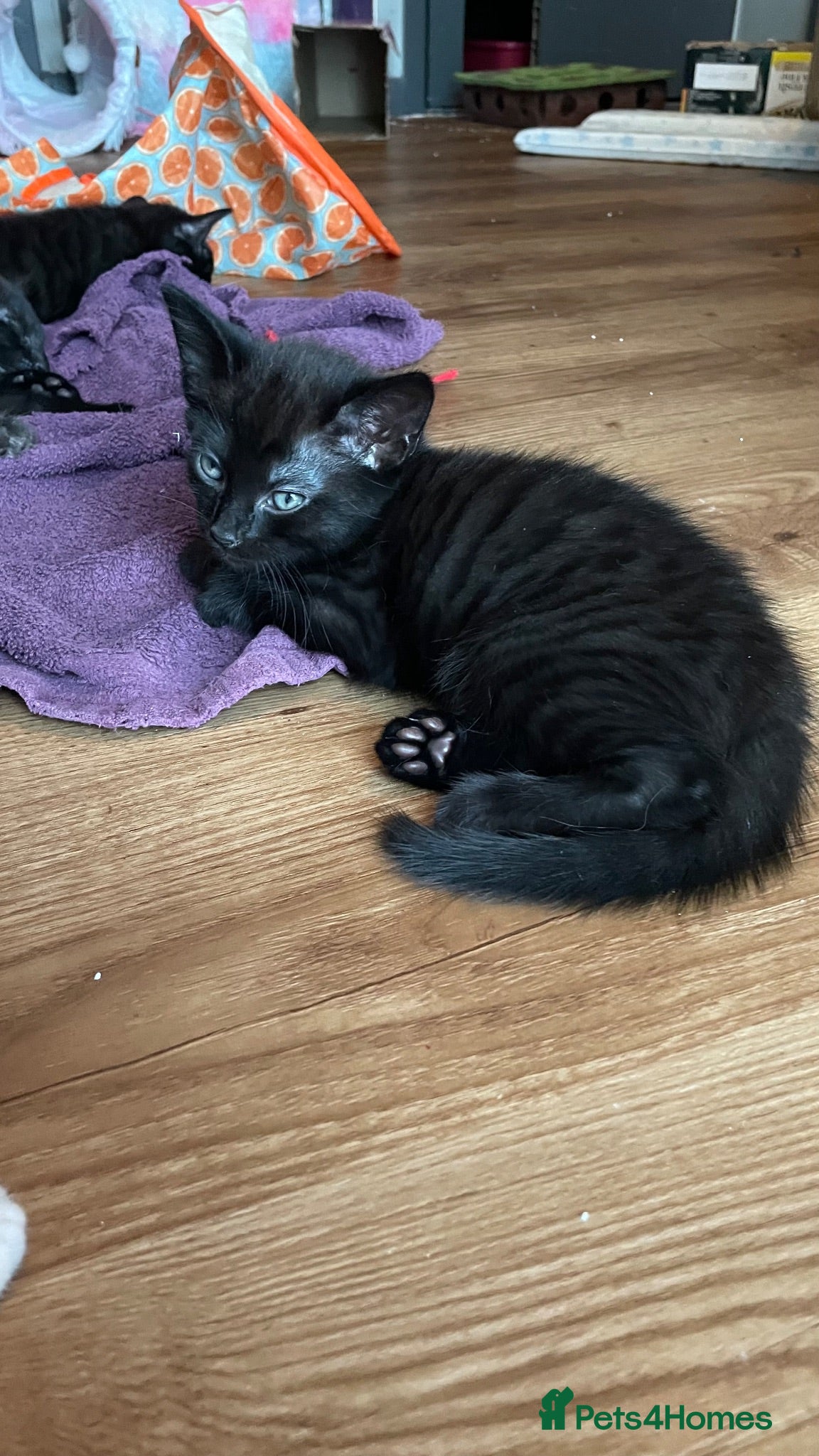 Mixed Breed cats 2 female kittens looking for loving home - Advert 8