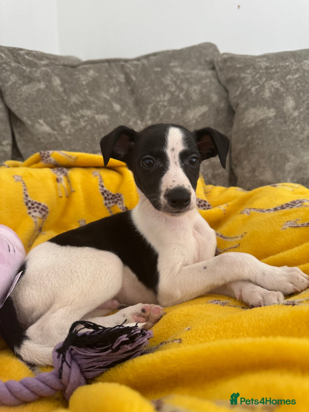 Whippet dogs for sale: Beautiful whippet puppies ready soon - Image 4