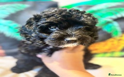 Cockapoo dogs for sale: Stunning Health Tested Girl Cockapoo - Image 1