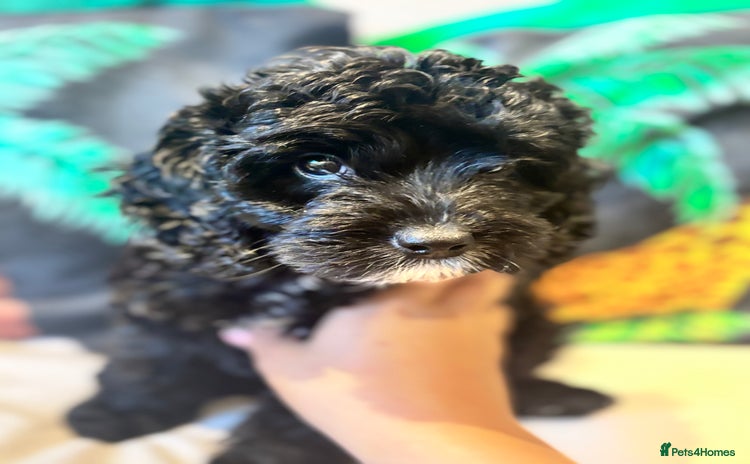 Cockapoo dogs - Advert 9