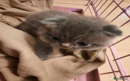 British Shorthair cats for sale: Little british shorthair kittens  - Image 22