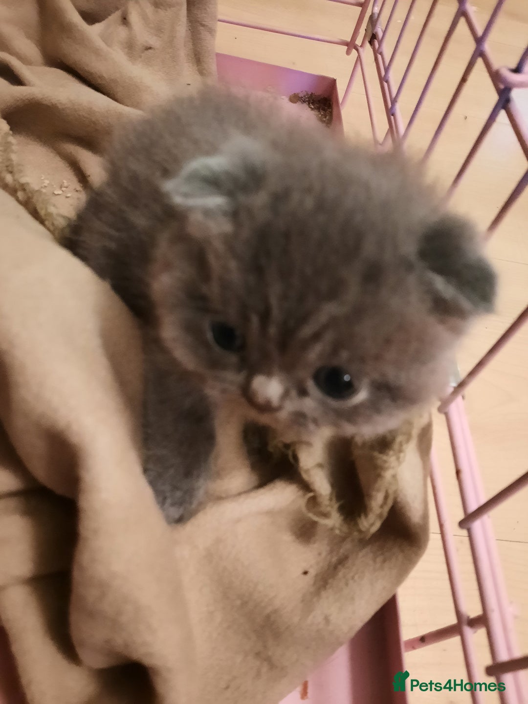 British Shorthair cats for sale: Little british shorthair kittens  - Image 22