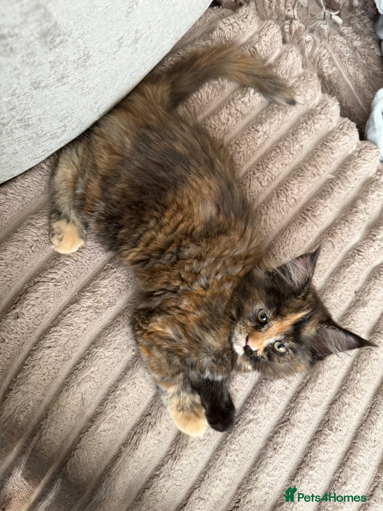 Maine Coon cats Stunning XL Maine Coon Kittens - Advert 9