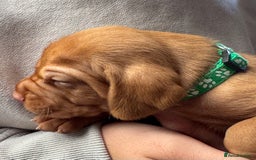 Hungarian Vizsla dogs for sale: Gorgeous KC Hungarian Vizsla puppies - Image 2