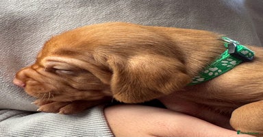 Hungarian Vizsla dogs - Advert 8