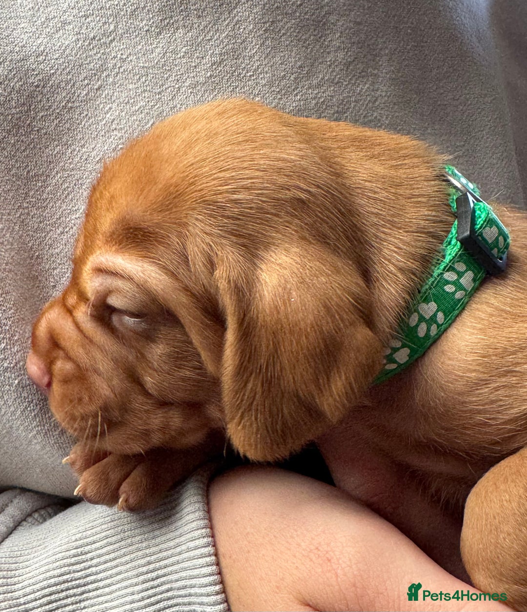 Hungarian Vizsla dogs for sale: Gorgeous KC Hungarian Vizsla puppies - Image 2