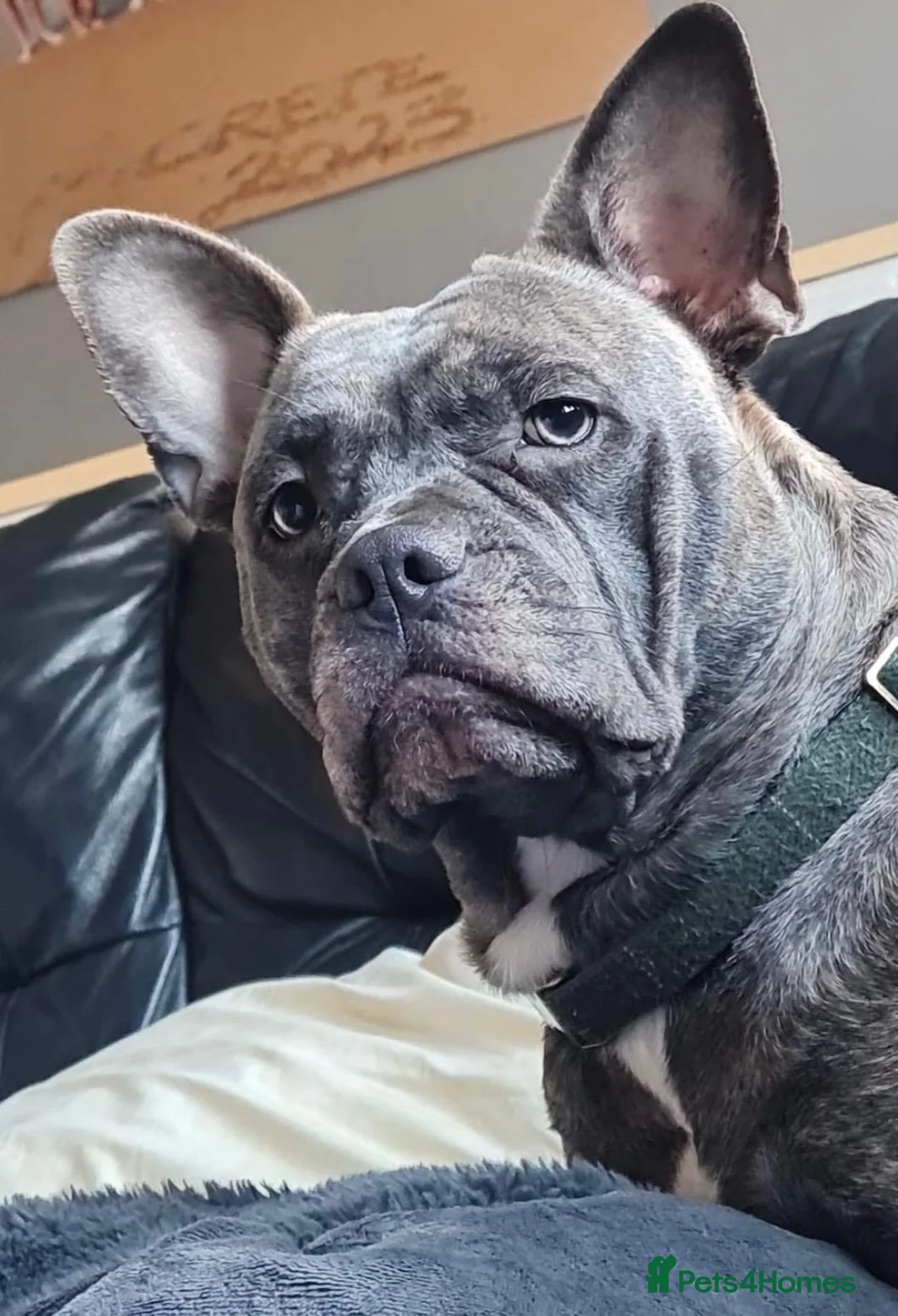 Mixed Breed dogs for sale: 2 year old female looking for loving home - Advert 2