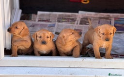 Labrador Retriever dogs for sale: Labrador Retriever Puppies - Image 1