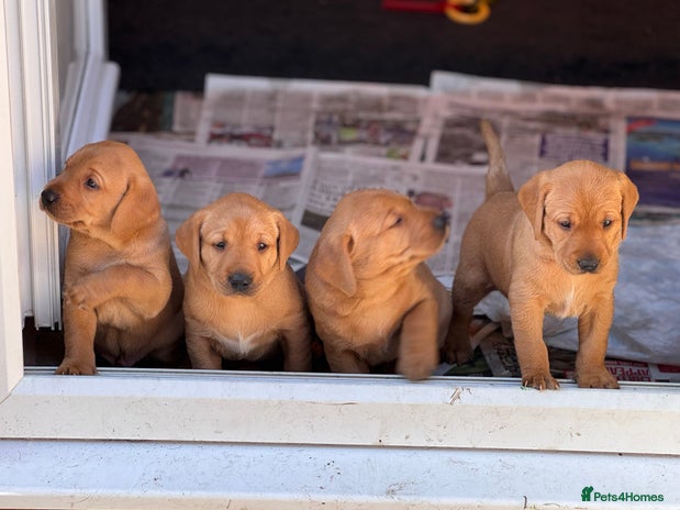 Labrador Retriever dogs - Advert 6