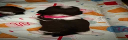 Shih Tzu dogs for sale: Beautiful shih tzu puppies 🥹🐾 - Advert 13