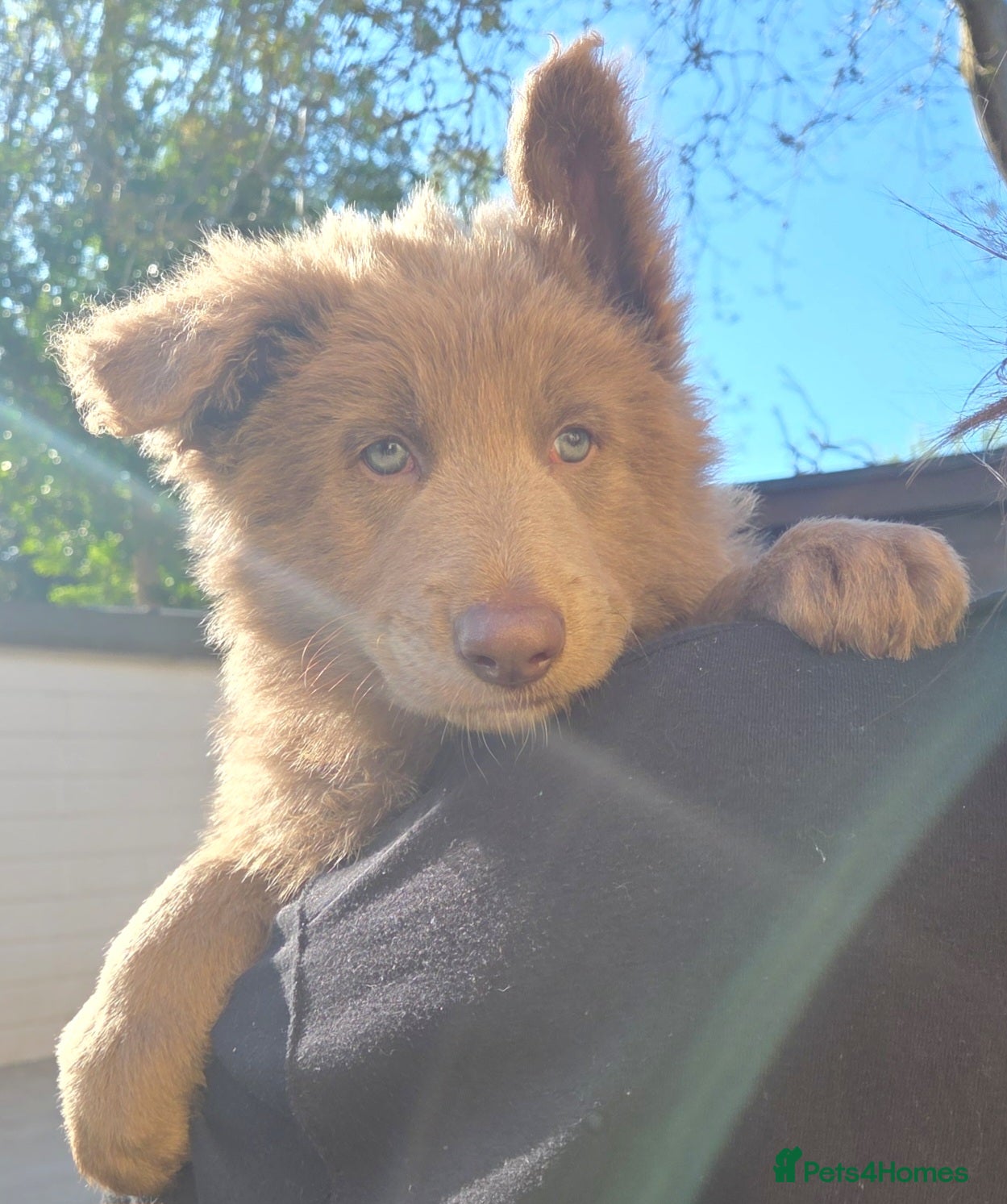 German Shepherd dogs Rare blue german shepherd puppies  - Advert 16