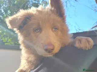 German Shepherd dogs Rare blue german shepherd puppies - Advert 11