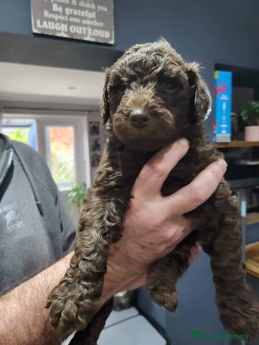 Labradoodle dogs for sale: Large standard labradoodles - Image 17