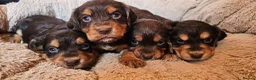 Cocker Spaniel dogs for sale: 5 STUNNING KC WORKING TYPE COCKER SPANIELS  - Advert 10