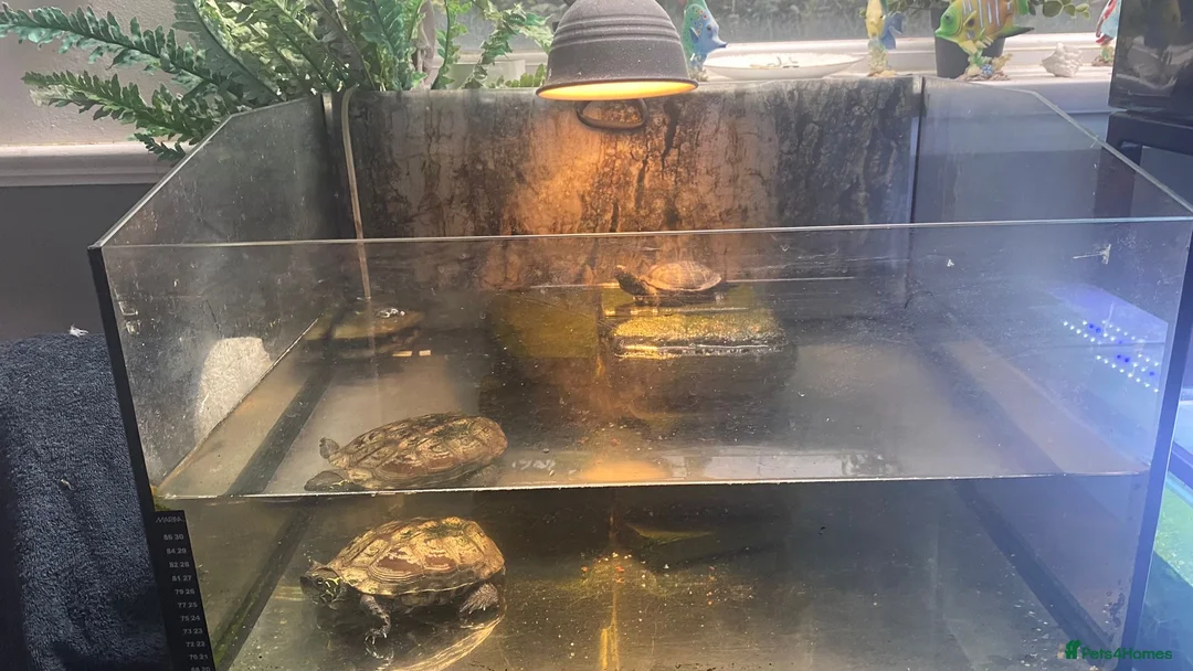 Turtle reptiles for sale: Chinese Pond Turtle - Advert 2