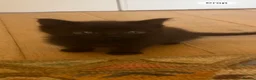 Maine Coon cats for sale: Beautiful fluffy Maine Coon x kittens - Advert 4