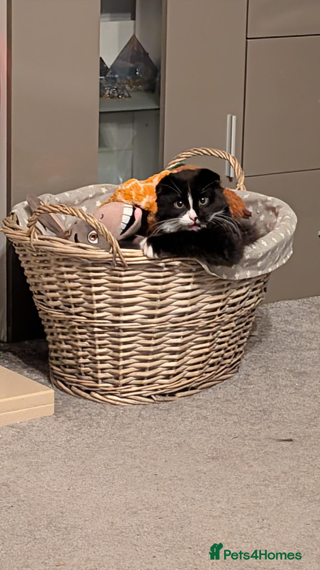 Scottish Fold cats for sale: Beautiful kitten ready NOW!! - Advert 21
