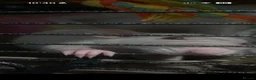Rat rodents for sale: 4 female rats in Castleford - Advert 2
