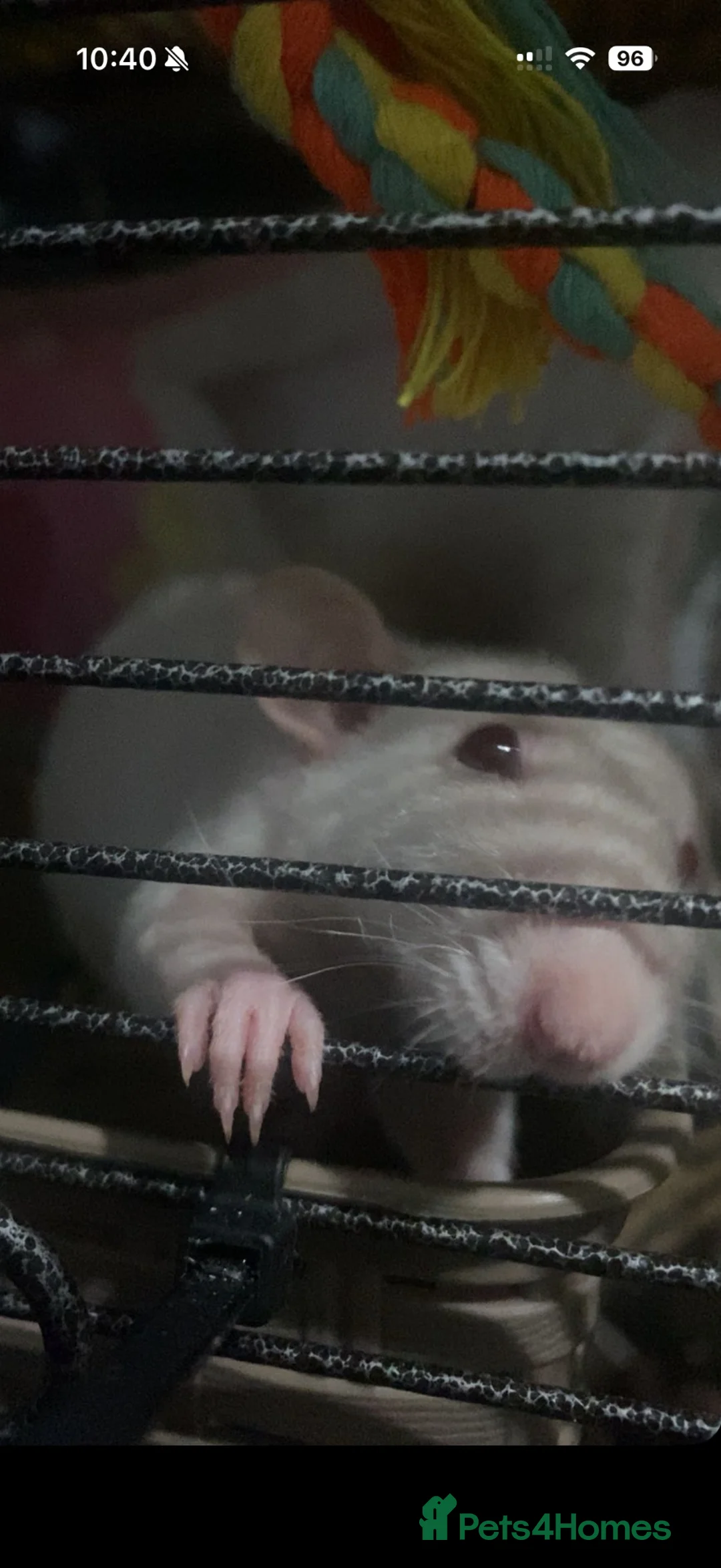 Rat rodents for sale: 4 female rats in Castleford - Advert 2